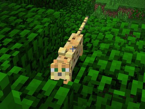 Minecraft ocelots Van Minecraft, Minecraft Ocelot, Minecraft Nostalgia, Minecraft Animals, Minecraft Stuff, Minecraft Party, Favorite Animals, Fish Bowl, All About Cats