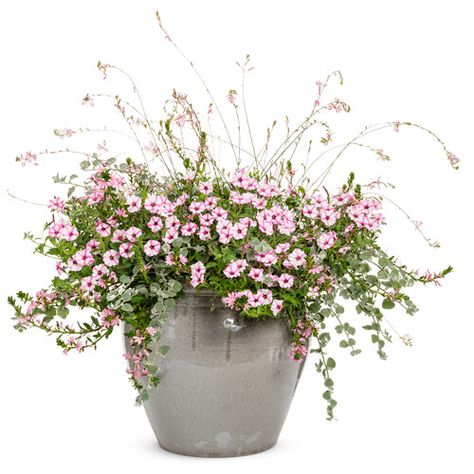 Boogie Down | Proven Winners Scaevola Aemula, Proven Winners Containers, Container Recipes, Proven Winners Perennials, Flower Recipes, Proven Winners Plants, Planting Combinations, Fan Flower, Pink Fan