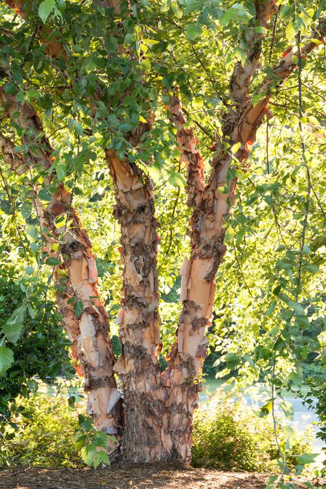 Heritage River Birch - 50 ft tall x 30 ft wide. Cream colored bark with tan and salmon curls. Large green leaves turn yellow in fall. Fast grower, tolerates poor soil. River Birch Trees, Betula Nigra, Landscaping Around Deck, Landscaping On A Hill, Monrovia Plants, River Birch, Nursery Garden, Plant Catalogs, Fast Growing Trees