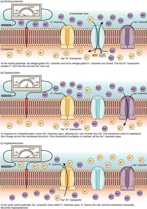 Resting Potential Neuron, Action Potential Nervous System, Neuron Communication, Resting Potential, Membrane Potential, Nerve Impulse, Action Potential, Berita Tv, Study Biology