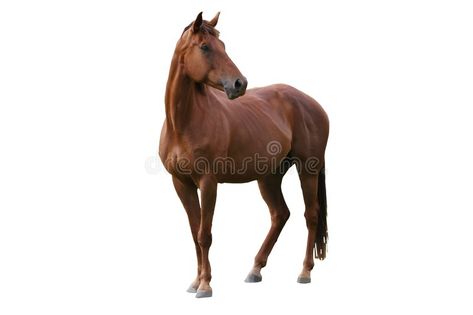 Photo about Handsome brown horse isolated on white background. Image of show, ears, standing - 7487359 Horse White Background, White Background Photography, Horse Background, Horse White, White Background Wallpaper, Free Horses, Horse Posters, Brown Horse, Free Canvas