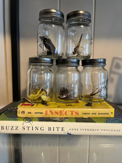 Bug Collector Aesthetic, Entomologist Aesthetic, Preserving Bugs, The Bug Collector, Plant Bugs, Mind Palace, Bug Collection, Insect Collection, Metaphysical Shop