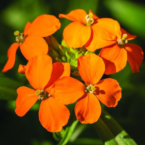 Pacific Northwest Native Plant Profile: Erysimum capitatum (Western wallflower) | Real Gardens Grow Natives Wallflower Plant, Moth Species, Oregon Grape, Wildlife Garden, Wildlife Gardening, Native Garden, Forest Service, Growing Seeds, The Pacific Northwest