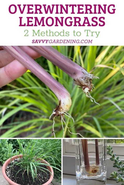 Is Lemongrass a Perennial? Yes and Here's How to Overwinter It Gardening Veggies, Grow Lemongrass, Lemongrass Plant, Grass Wreath, Healing Garden, Overwintering, Gardening Advice, Mother Plant, Garden Tips