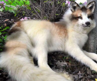 Marble Fox Therian, Fox Breeds, Fox Pictures, Pet Fox, Rare Animals, Pretty Animals, Wild Dogs, Silly Animals, Cute Wild Animals