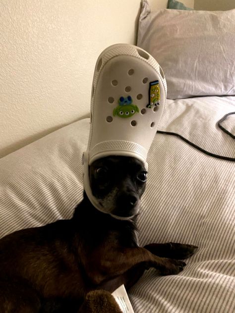 Beanie Bo beanies wearing a croc as a hat and it’s in sports mode Dogs In Crocs, Dog With Croc On Head, Dogs With Crocs, Funny Puppies, Blue Crocs, Goofy Dog, Puppies Funny, Dog Paintings, Adorable Baby