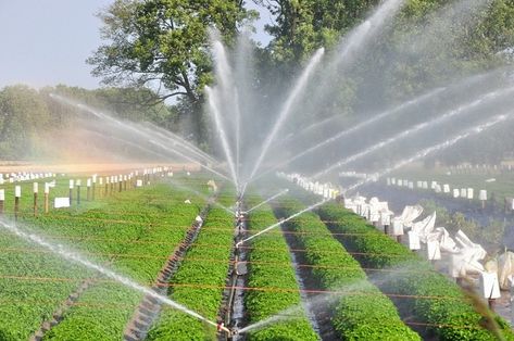 Sprinkler Irrigation - Advantages & Disadvantages Irrigation Valve, Greenhouse Vegetables, Irrigation Controller, Modern Agriculture, Sprinkler Irrigation, Water Scarcity, Arabian Peninsula, Drip Irrigation System, Water Enhancer