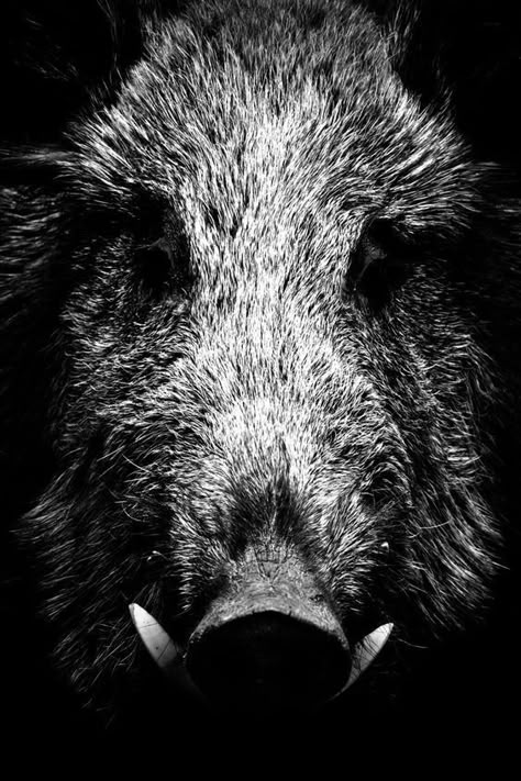 Wild Boar Hunting, Boar Hunting, Regnul Animal, Hog Hunting, Wild Pig, Wild Hog, Boars Head, The Monarch