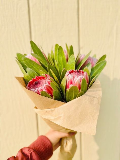 Red Protea Pink Ice Protea, Queen Protea, Rose Red Color, Protea Flowers, Protea Flower, Flower Bunch, Beautiful Pink Roses, Language Of Flowers, Bunch Of Flowers