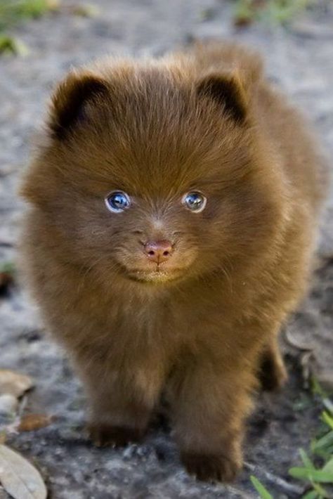 Chien qui ressemble à un ourson Pomsky Puppies, Haiwan Comel, Anak Haiwan, Funny Animals With Captions, Psy I Szczenięta, Haiwan Lucu, Funny Pictures With Captions, Pomeranian Puppy, Haiwan Peliharaan