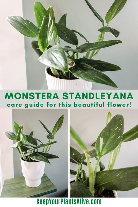 Monstera Standleyana Plant Care Guide Monstera Standleyana Albo, Monstera Standleyana, Rainforest Habitat, Plant Care Guide, Jade Plants, Monstera Plant, Water Me, Yellow Leaves, Climbing Plants