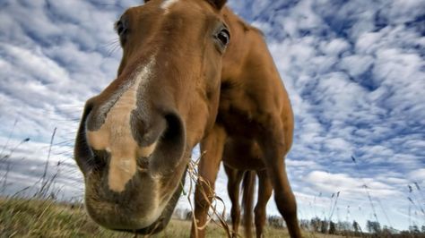 Click on picture to get the link of wallpaper! Cute Fall Pictures, Horse Background, Country Backgrounds, Free Horses, Backgrounds Iphone, Funny Horses, Horse Wallpaper, Horse Face, Cool Wallpapers For Phones