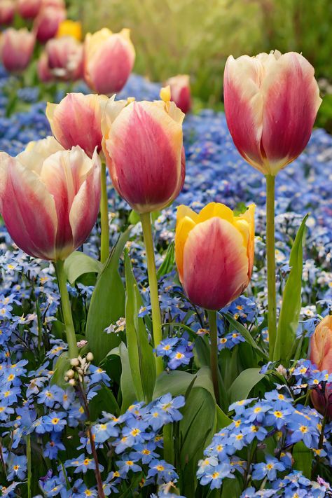 Landscaping With Bulbs, Bulb Flowers Garden, Roadside Landscaping, Spring Bulb Garden, Bulbs Garden Design, Red Perennials, Spring Bulbs Garden, Spring Gardens, Stunning Flowers