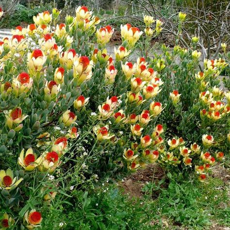 Fynbos Garden, Bush Garden, Drought Tolerant Landscape, Bloom Where Youre Planted, Front Garden Design, Tiered Garden, Australian Native Flowers, Spring Months, Australian Garden