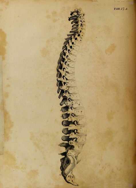 Human Spine Drawing, Spine Side View, Spine Sketch, Spine Illustration, Spine Drawing, Spinal Cord Anatomy, Neck Drawing, Medical Business Card, Scientific Drawing