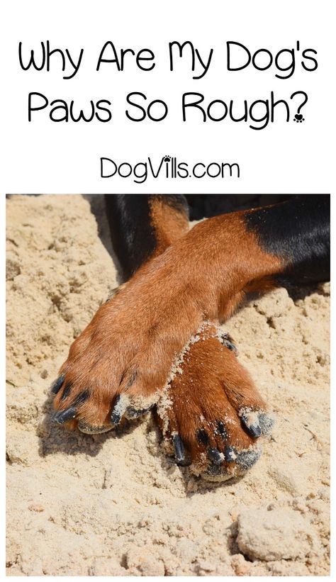 Wondering "Why are my dog's paws so rough?" The answer may surprise you, or at the very least, reassure you! Check it out! Dry Dog Paws, Dog Paw Care, Dog Paw Pads, Dogs Paws, Paw Care, Dog Health Tips, Fun Facts About Yourself, Dog Pads, Dog Facts