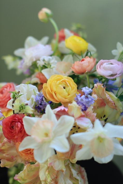 Bridal bouquet with daffodils, ranunculus, purple snow bells, parrot tulips, and dogwood Spring Wedding Daffodils, Tulip And Daffodil Bouquet, Daffodil Bridal Bouquet, Bouquet With Daffodils, Parrot Tulips Arrangement, Daffodil Bouquet Wedding, Ranunculus Purple, Daffodil Wedding, Florist Ideas