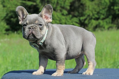 French Bulldog lilac tan Lilac And Tan French Bulldog, French Bulldog Colors, French Bulldog Tan, French Bulldog Prices, Lilac French Bulldog, French Bulldog Full Grown, Blue French Bulldog, Grey French Bulldog, Fawn French Bulldog