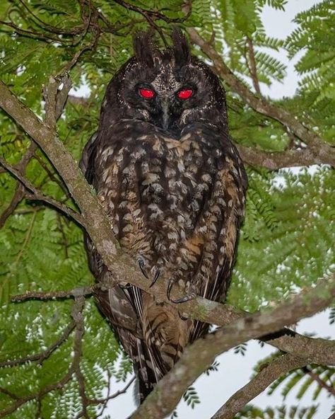 Natures Gnarly no Instagram: “The Stygian Owl 👹 - Image ©️ by @eigi.iwasaki Their eyes are actually yellow, but appear red/orange in the sunlight. #naturesgnarly” Stygian Owl, Terrifying Pictures, Harpy Eagle, Cele Mai Drăguțe Animale, Scary Animals, Owl Eyes, Owl Tattoo, Red Eyes, Beautiful Birds