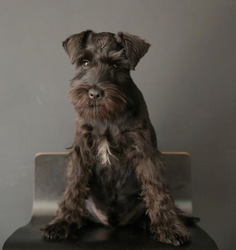 Black Schnauzer, Schnauzer Grooming, Mini Schnauzer Puppies, Miniature Schnauzer Puppies, Schnauzer Puppy, Most Popular Dog Breeds, Schnauzer Dogs, Mini Schnauzer, Miniature Schnauzer