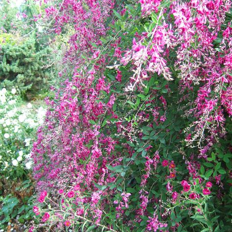 . Lespedeza Thunbergii, Online Landscape Design, Flowering Bushes, Native Plant Gardening, Lawn And Landscape, Have Inspiration, Native Garden, Easy Plants, Tall Plants