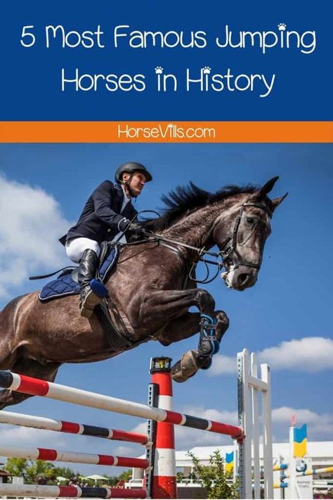 The Most Famous Jumping Horses in History (with Videos) Snowman Horse, Horseback Riding Helmets, Jumping Horses, 2004 Olympics, Horse Competition, Horse Star, Horse Information, 1984 Olympics, Show Jumping Horses