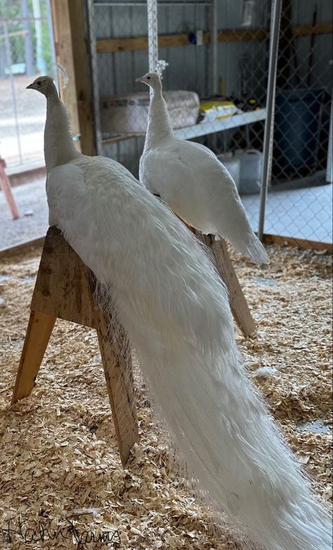 Hahn Farms, located in Northeast Oklahoma.  We specialize in peafowl! Sanctuary Aesthetic, Pet Claims, Peacock Farm, Aviary Ideas, White Peacocks, Farm Sanctuary, Bird Aviary, Frame Gallery, Wildlife Sanctuary