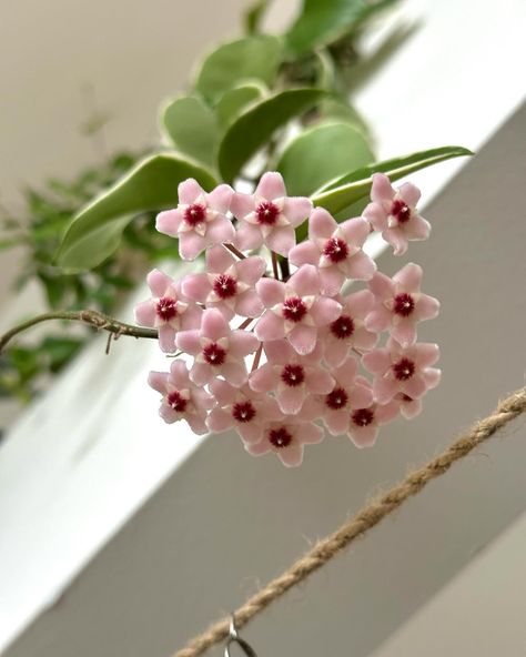 Littteeerrrallllyyyy going wild over this second round of Hoya blooms!🥹🥹🥹🥹 Hoya Bella Flower, Hoya Bella, Hoya Plant, Favorite Flower, Inspo Board, Exotic Plants, Tattoo Inspo, Green Thumb, House Plants