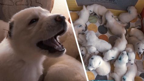 How Bunny the Talking Dog Is Teaching People to Communicate With Their Pets | Inside Edition Talking Dog, Dog Tags Military, Sore Eyes, Measuring Tools, Rare Breed, Losing A Dog, Primates, Unique Animals, Go Outside