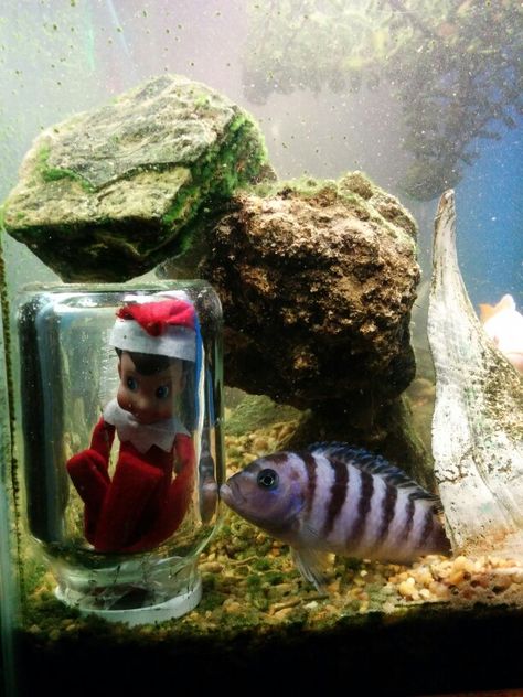 Elf on a shelf, errr, in an aquarium. Croc Infested Water Elf, Elf On The Shelf Ideas Fishing, Elf Fish Tank, Elf On The Shelf Mermaid, Elf On The Shelf Hawaii, A Shelf, Secret Santa, The Elf, Fish Tank