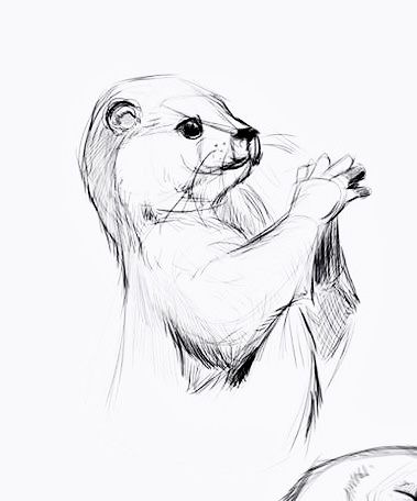 Otter Pencil Drawing, How To Draw An Otter, Aardvark Drawing, Otter Drawing Sketches, Pencil Drawing Animals, Otters Drawing, Scetchbook Draws Ideas, Sea Otter Drawing, Otter Sketch