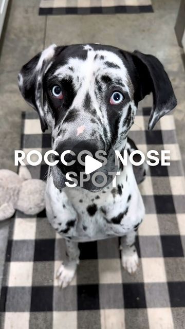 Rocco on Instagram: "#roccothegreatdane #harlequingreatdane #greatdane #dogsofinstagram #dogvlog #cute #adorable #blueeyes #bigdog #dogmom #mamasboy #spoiled #funny #funnydog #doghumor" Harlequin Great Danes, Great Dane, Big Dogs, Dog Mom, Funny Dogs, Blue Eyes, Dogs, Funny, On Instagram