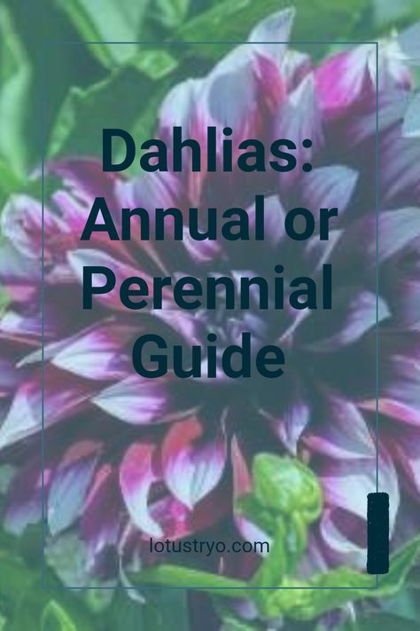 Wondering if dahlias are annuals or perennials? This guide clarifies how these stunning flowers fit into your garden plans. While dahlias are often grown as annuals in colder climates, they can act as perennials in warmer regions. Learn tips for growing dahlias successfully, including maintenance and how to care for them over seasons. Explore whether these colorful blooms will return year after year in your garden. Perfect for both gardeners and flower enthusiasts alike! Daliah Flower, Gold Mop Cypress, Dahlia Flower Garden, Stunning Flowers, Climate Zones, Growing Dahlias, Overwintering, Garden Plans, Peat Moss