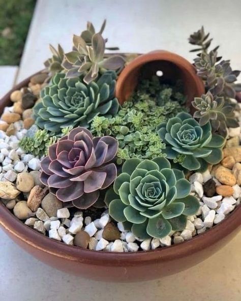 Rock Garden Landscaping Pots & Planters, Pots Color Ideas, Patio Garden Pots, Garden Pots Ideas Outdoor Planters, Garden Pots Ideas, Small Succulent Garden, Mini Cactus Garden, Planters Patio, Succulent Rock Garden