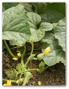 My acorn squash are exploding. So exciting! /////Growing acorn squash. This website has great growing guides for many veggies. How To Grow Acorn Squash, Growing Acorn Squash, Cold Frames, Windowsill Garden, Garden Layout Vegetable, Healing Garden, Victory Garden, Acorn Squash, Garden Girls