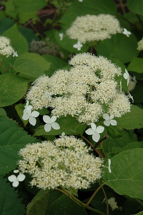 Sammamish Washington, Lace Cap Hydrangea, Smooth Hydrangea, Hydrangea Arborescens, Mountain Nursery, Woodland Garden, White Hydrangea, Hydrangea Flower, Types Of Soil