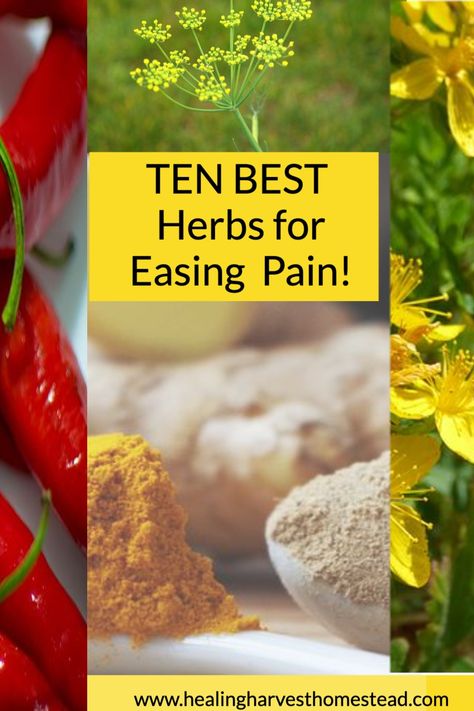 The TEN BEST herbs for soothing and relieving pain from common ailments such as sore muscles, joints, and headache? Herbal medicine and natural remedies are great for natural pain relief and helping you feel better! #pain #naturalpainrelief #inflammation #all #back #cramps #headache #healingharvesthomestead #herbalism #naturalremedies Herbs For Pain And Inflammation, Herbs For Headaches, Medicine Recipes, Natural Medicines, Herbal Education, Salve Recipes, Medicinal Garden, Healing Remedies, Plant Medicine