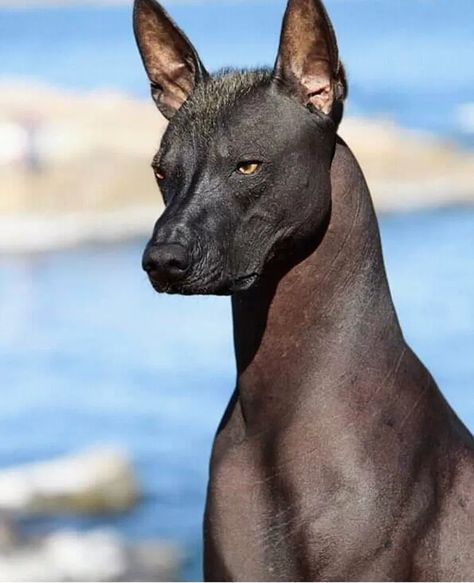 La historia detrás del endémico Xoloitzcuintle - Más México Hairless Animals, Mexican Hairless Dog, Sims Pets, Hairless Dog, Hypoallergenic Dogs, Animals Images, New Puppy, Cartoon Cat, Pet Care