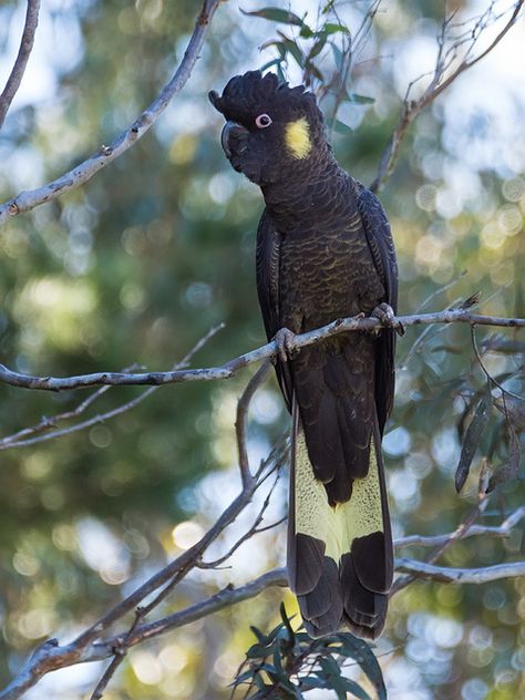 Yellow-tailed Black-Cockatoo (Calyptorhynchus funereus) | by David Cook Wildlife Photography Australian Parrots, David Cook, Animal Photography Wildlife, Shaping Swimwear, Australian Fauna, Black Cockatoo, Birds Of Australia, Australia Animals, Australian Wildlife