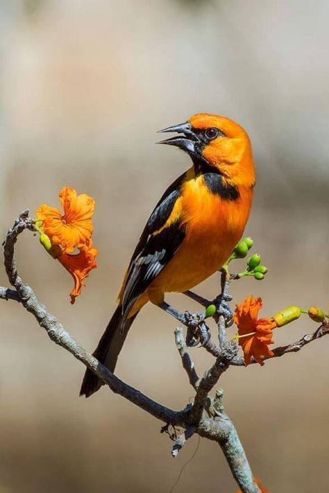 Icterus gularis, Altamira Oriole. Large bright orange oriole with thick dark bill, found in open shrubby woodland in Central America. It forages high in trees, sometimes in the undergrowth. Diet is mainly insects and small fruits such as hackberries and figs. They are permanent residents, and unlike the migratory orioles that breed in the US, the species is sexually monomorphic. Song is a series of sweet, clear whistles like many other orioles, but slower with a more deliberate, even pattern. Oriole Bird, Nature Birds, Bird Drawings, Bird Feathers, Central America, Birdy, Bright Orange, Beautiful Birds, Insects