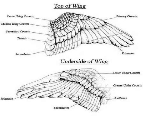 Chicken Anatomy, Wing Anatomy, Chicken Tunnels, Urban Chicken Farming, Farm Hacks, Backyard Ducks, Owl Wings, Urban Chickens, Wings Drawing