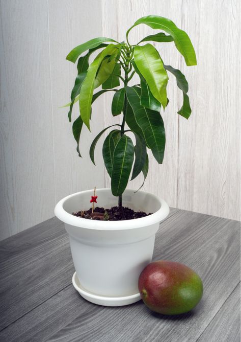 How To Grow A Mango Tree From Seed - Step-By-Step Lychee Tree, Mango Plant, Pineapple Planting, Grow Avocado, Avocado Seed, Mango Tree, Seed Saving, Plant Garden, Potted Trees