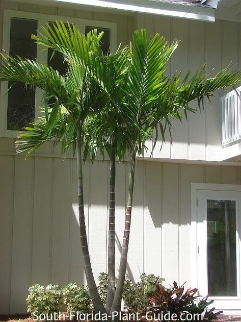 Triple-trunk alexander palm by two-story house South Florida Plants, Florida Plants Landscaping, Alexander Palm, Alexander Palms, Florida Gardens, Tropical Backyard Landscaping, Florida Trees, Florida Garden, Florida Landscaping