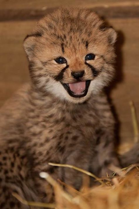 Smile for the camera! This Cheetah #cub is having a great day http://en.wikipedia.org/wiki/Cheetah Cheetah Pictures, Baby Cheetah, African Cats, Cheetah Cubs, Baby Cheetahs, Baby Animals Pictures, Cheetahs, Silly Animals