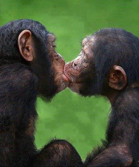 Animals Kissing, Regard Animal, Monkey Pictures, Monkeys Funny, Cute Monkey, Cute Animal Pictures, Primates, Sweet Animals, Animal Planet