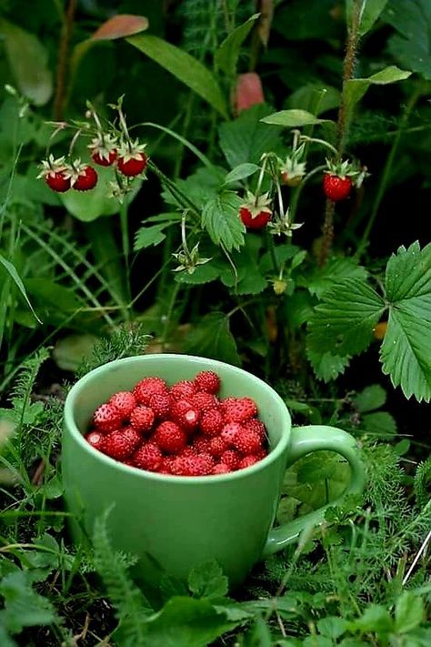 Picture Tree, Fruits Images, Fruit Photography, Beautiful Fruits, Summer Berries, Wild Blueberries, Wild Strawberries, Weird Food, Nature Garden