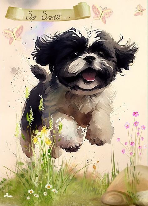 How To Draw A Shitzu Dog, Shitzu Paintings Easy, Shitzu Painting, Shitzu Illustration, Shitzu Drawing, Shihtzu Tattoos, Shitzu Art, Shih Tzu Drawing, Shih Tzu Illustration