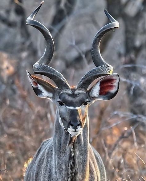 OUR PLANET DAILY on Instagram: “Check out the horns on this majestic male Kudu! These beautiful Antelopes live in areas of Africa, however, their numbers have been thinned…” Oc Fashion, Long Horns, Regnul Animal, Wild Animals Photography, Wild Kingdom, 강아지 그림, Most Beautiful Animals, Pretty Animals, Majestic Animals