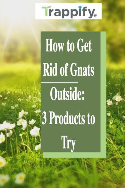 The gnats we�re going to discuss today are those found outdoors in your yard. In this article, we�ll show you how to get rid of gnats outside, including three products to try that are guaranteed to eliminate them for good. Get Rid Of Gnats Outside, How To Kill Gnats, How To Get Rid Of Gnats, Flies Outside, Organic Pest Control, Household Plants, Indoor Vegetable Gardening, Fruit Flies, Outdoor Pots