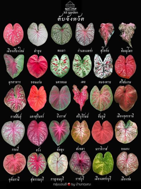 Plant Leaf Identification, Leaf Identification, Plant Shopping, Kitchen Ideas Farmhouse, Design Kitchen Ideas, Plant Care Houseplant, Decor Plants, Paper Plants, Inside Plants